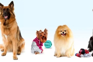 Лучшие товары для собак с Алиэкспресс: ТОП-17 полезных товаров для четвероногих друзей