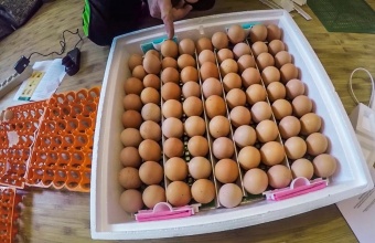 Какой выбрать инкубатор с Алиэкспресс: обзор ТОП-20 лучших моделей