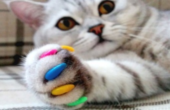 Обзор лучших товаров для кошек с Алиэкспресс: ТОП-17 полезных товаров для четвероногих любимцев