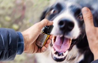 Лучший отпугиватель собак на Алиэкспрес: Топ 10 эффективных моделей в различных ценовых диапазонах от надежных продавцов