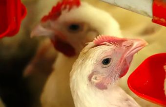 Рейтинг лучших поилок для кур с Алиэкспресс: ТОП-17 популярных моделей