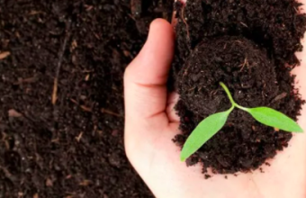 Лучшие семена на Алиэкспресс: ТОП-20 популярных семян для выращивания растений и культур