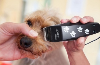 Лучшие машинки для стрижки собак с Алиэкспресс: рейтинг из ТОП-15 лучших моделей