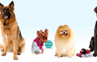 Лучшие товары для собак с Алиэкспресс: ТОП-17 полезных товаров для четвероногих друзей