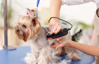 Какую машинку выбрать для стрижки животных с Алиэкспресс: ТОП-20 лучших моделей