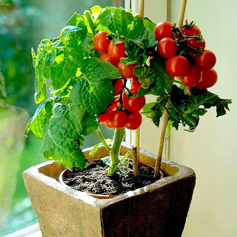 Балконные томаты